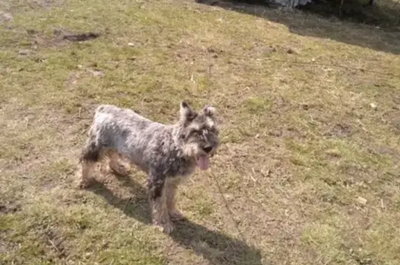 Пропала собака в Ясногорске.