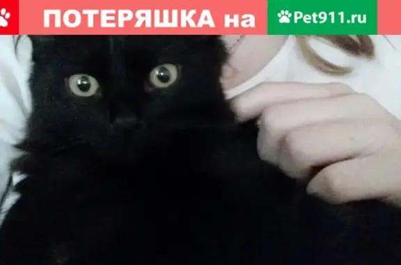 Пропал черный кот в Сыктывкаре, Лесозавод, Сосновый переулок 24.04.2019!