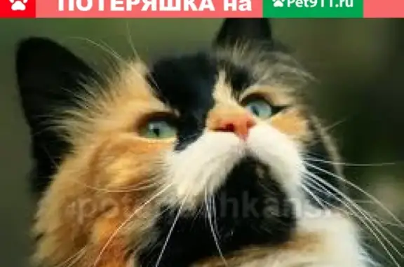 Кошки потеряшки, Новосибирск, фото: Потеряшка трехцветная кошка на Забалуева, 6