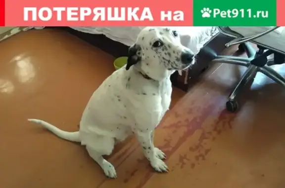 Собаки потеряшки, Нижний Новгород, фото: Потеряшка собака возле Московского вокзала, Н. Новгород