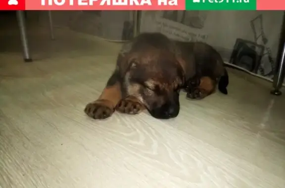 Пропала собака Арчи в Новороссийске