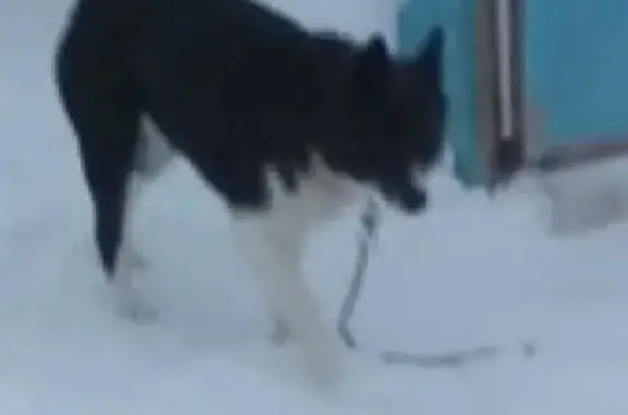 Пропала собака в Казани на площади Вахитова
