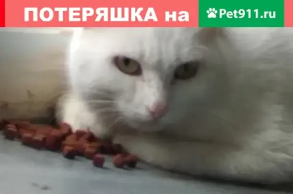Найдена кошка на ул. Бажова - ищем хозяина!