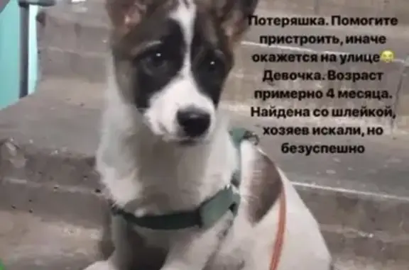Найдена собака в шлейке на Уралмаше (Екатеринбург)