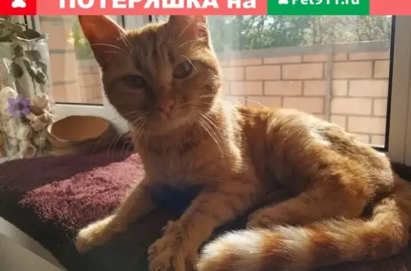 Найдена кошка в Краснодаре, возможно домашняя с переломом лапки.