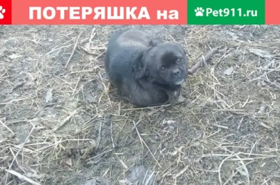 Найдена черная собака в поселке Троицкий, ищем хозяина