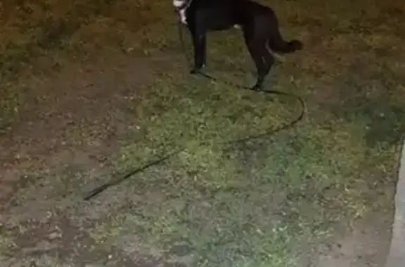 Найдена собака в Краснодаре, срочно нужен хозяин!