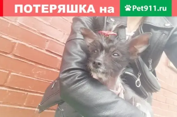 Найдена собака около Казанского вокзала