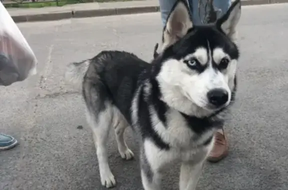 Найдена собака в СПб, район Девяткино, Хаски, без чипа.