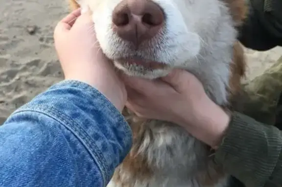 Найдена собака в Кабаново, Московская область