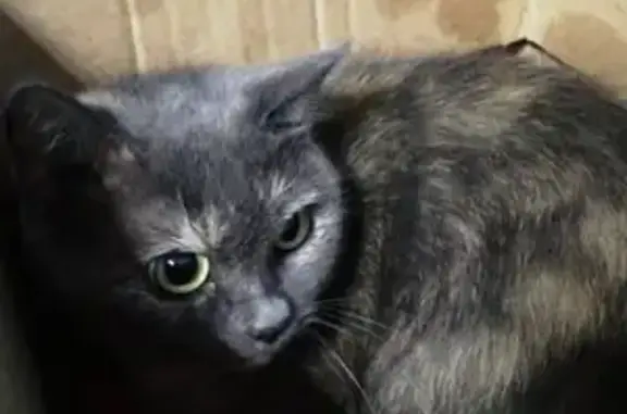 Найдена кошка с поврежденной лапкой в Набережных Челнах