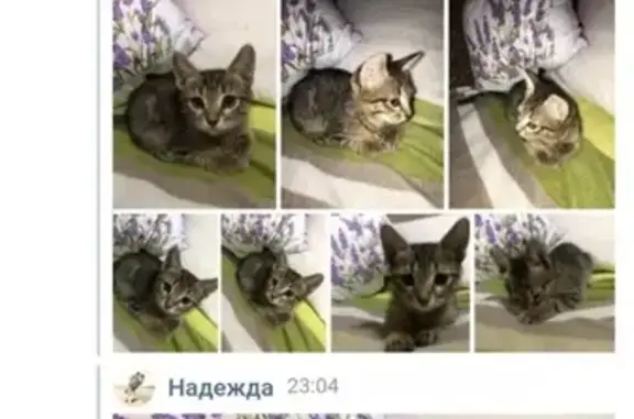 Найден котенок в Саратове
