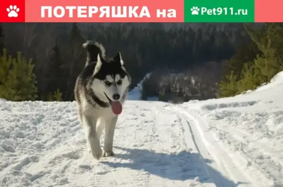 Пропала хаски в п.Элита, Красноярск