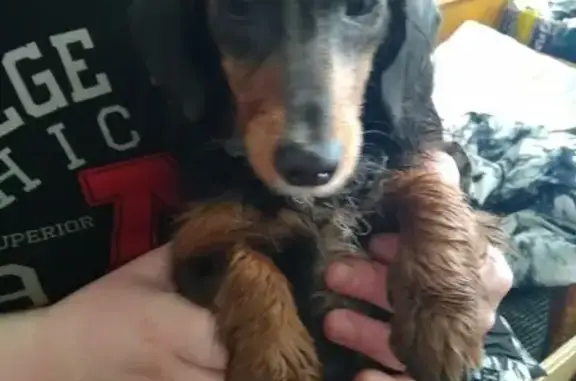 Собака найдена в Чите, Забайкальский край