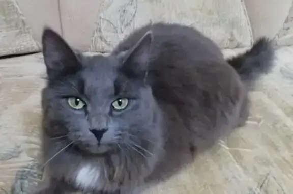 Кошки потеряшки, Ульяновск, фото: Потеряшка кошка в районе Полбина, 15