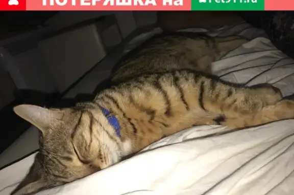 Пропала кошка Чикс на пр. Юрия Гагарина 6А