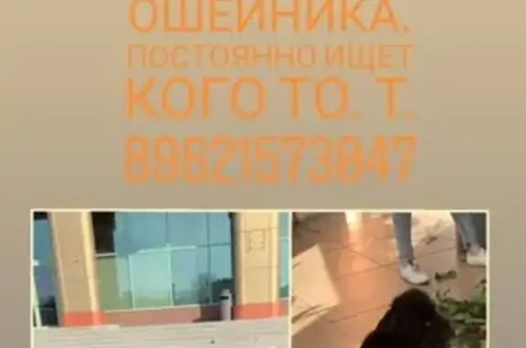 Найдена собака в Иваново у ТРК Тополь