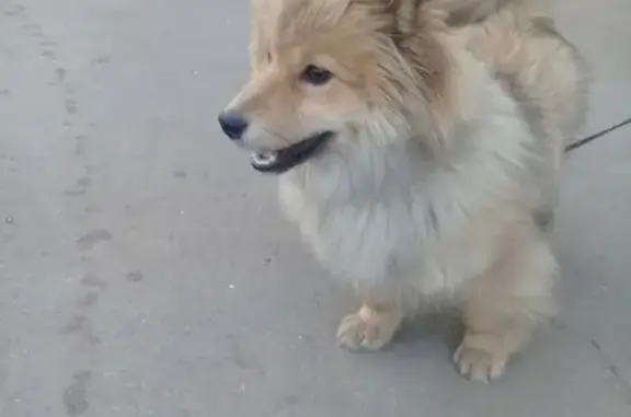 Найдена собака на ул. Сабурова