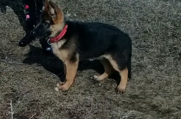 Собаки потеряшки, Стрельцы, фото: Потеряшка собака в с. Пушкари, Тамбовская область