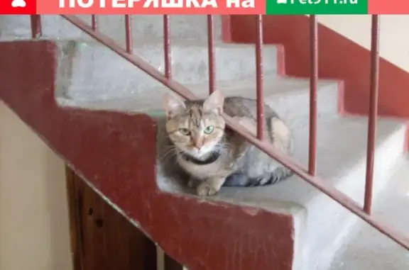 Найдена трёхцветная кошка в СПб, Красносельский район, Пионерстроя