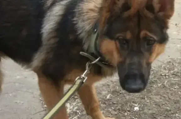 Найдена собака в Подольске
