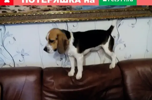 Пропала собака в районе Сбросного, Балаково