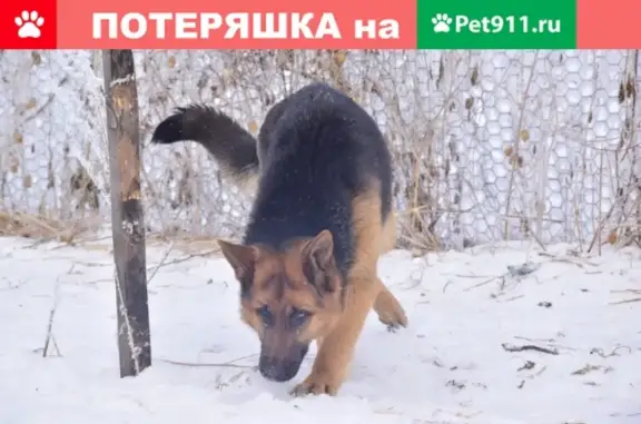 Пропала собака в Минусинске, Россия