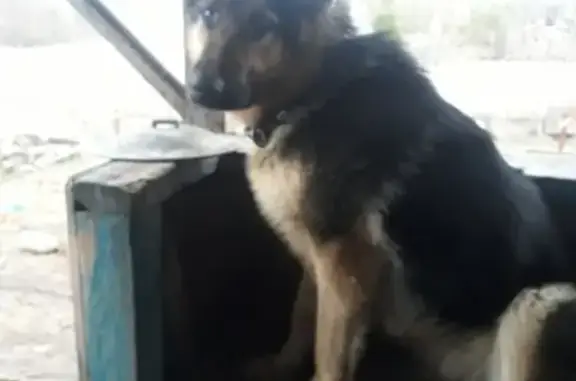 Найдена собака в Калужской области, г. Жуков