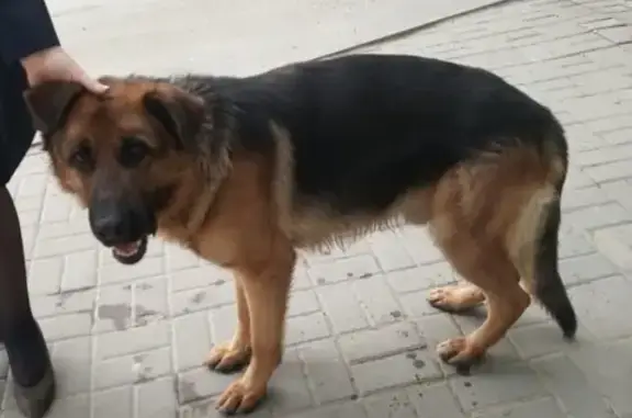 Собака на Красноармейской, Ростов-на-Дону