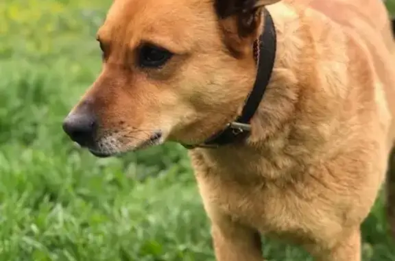 Пропала собака в Лямцино, ищем Рому 9 лет, откликается на имя, с ошейником.