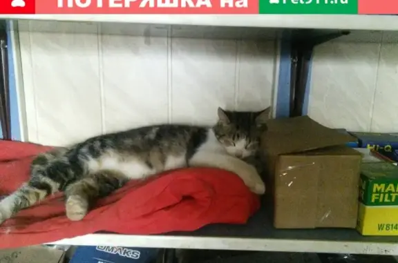 Пропал кот Джек на Жукова/8 в Таганроге