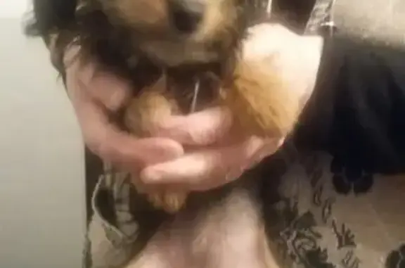 Найдена крошечная собака в Нальчике