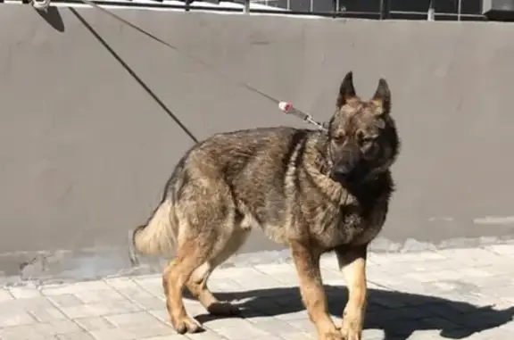 Найдена собака на Дмитровском шоссе
