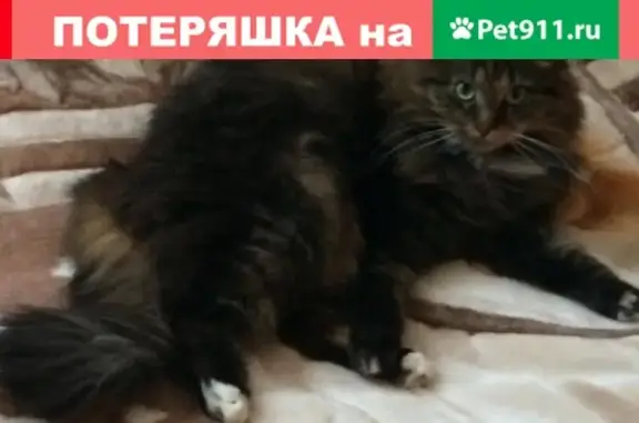 Пропала кошка по адресу Школьная ул., 7, Солнечногорск.