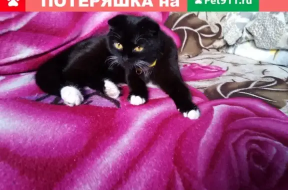Пропала кошка в Усть-Куте