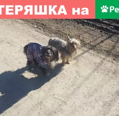 Собака найдена на пр. Космонавтов 99