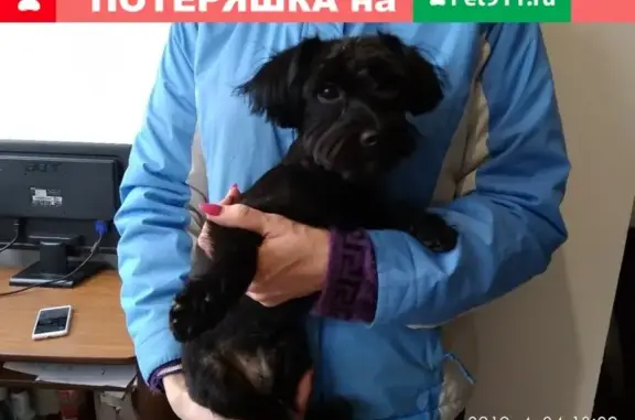 Найдена собака в Верхней Курье, Пермь