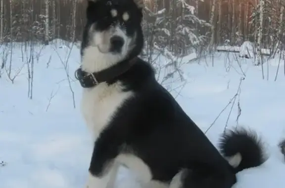 Собаки потеряшки, Рютино, фото: Потеряшка собака в Рютино-Клещино, Тверская область