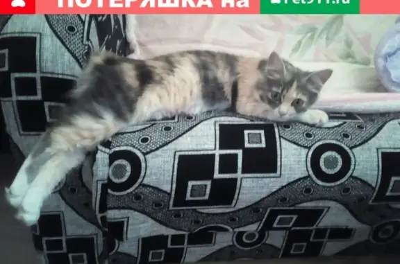 Пропала кошка в районе краевой больницы #Кошки@stav_nahodka