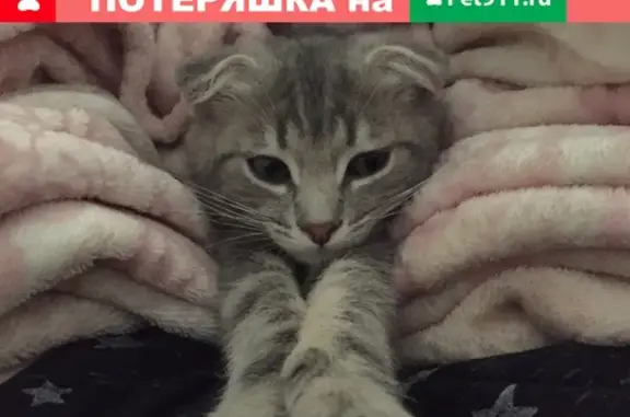Пропала кошка Ева в Пушкино!