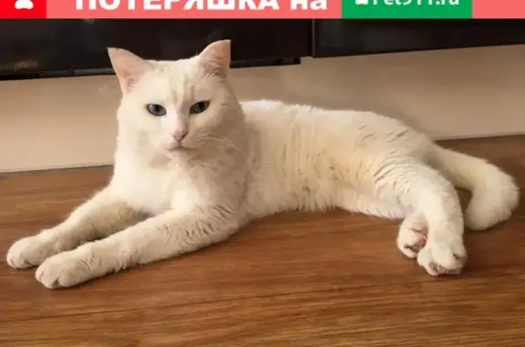 Пропала кошка Филя в Спутнике, Салават