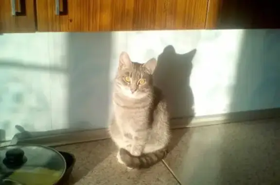 Кошки потеряшки, Киров, фото: Потеряшка кот Васька на Чапаева 57, Россия