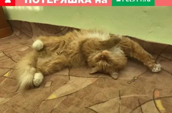 Пропал кот Рыжик в Рузаевке, вознаграждение.