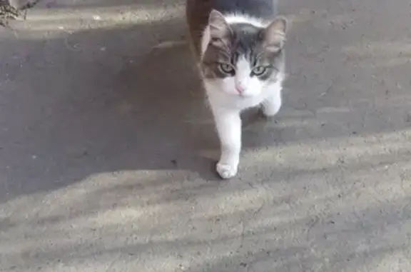 Найдена кошка на пр. Дзержинского