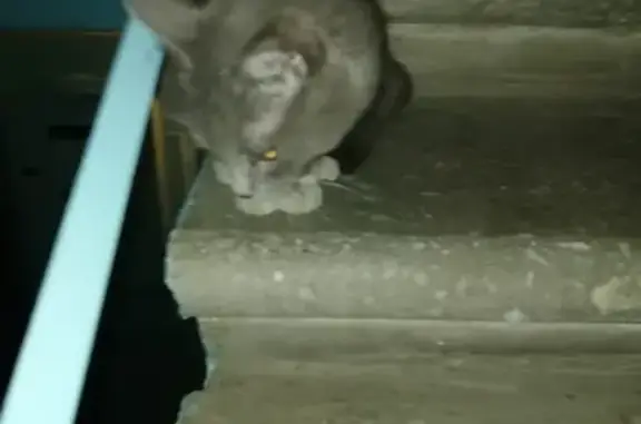 Найден котенок на Саянской в Железногорске