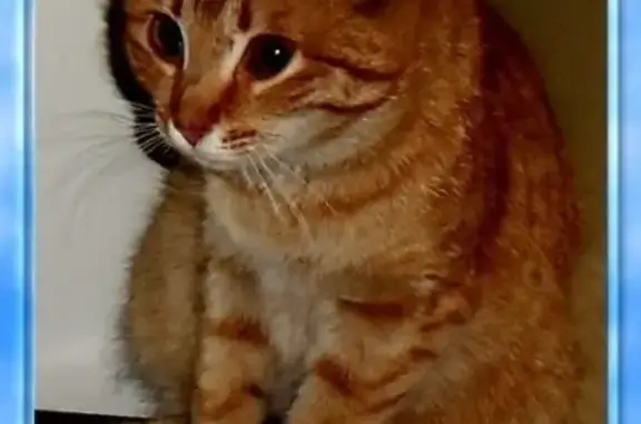 Объявления о пропавших и найденных животных, Иваново, фото: Пропала кошка в Соснево, ищем Рыжика!