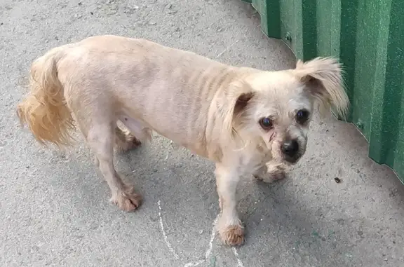 Найдена собака возле госпиталя в Симферополе