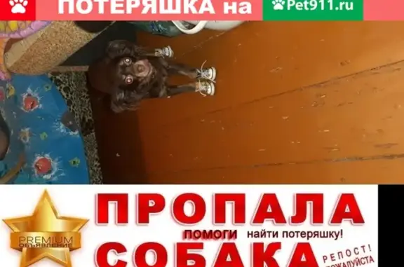 Собаки потеряшки, Ярославль, фото: Потеряшка собака в Ярославле