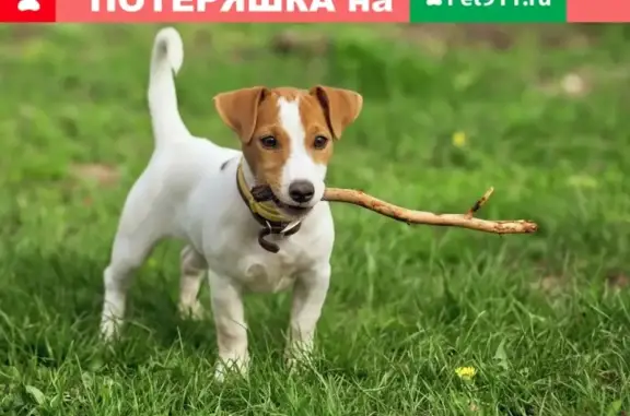 Пропала собака Арти на площади Серго Орджоникидзе в Уфе