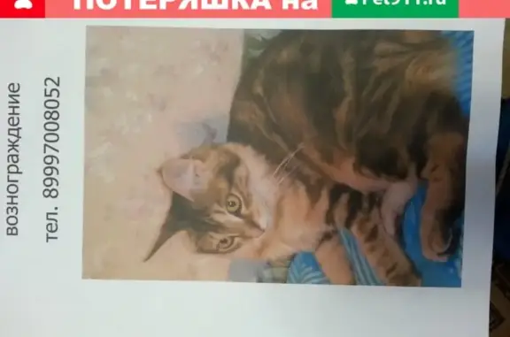 Пропала кошка без хвоста в Грайворонском р-не, Белгородская обл.
